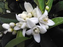 Kidney cancer affects your bones and lungs. Scott A Johnson Laboratory Research Demonstrated That Neroli Essential Oil Kills Lung Cancer Cells After Performing An Experimental Safety Study The Scientists Determined That Neroli Represents A Promising Natural Solution For