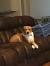 Puppy On Couch