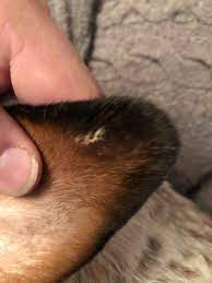 Our Dog Has Something Crusty On Ear Flap That Looks A Bit Like Oatmeal I Thought It Was A Scab At First But It S Grown In Past Few Petcoach