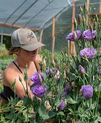 Image result for eustoma lisianthus in garden