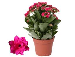Image result for Kalanchoe rosalina
