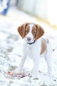Image About Cute In Dogs By Sabina On We Heart It In 2020 Brittany Dog Brittany Spaniel Dogs Brittany Spaniel Puppies