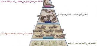 مفهوم السلسلة الغذائية حياتك