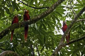 El parque nacional corcovado es uno de los lugares más ricos en biodiversidad que existen en el país y dentro de él existen varias estaciones biológicas, usted viajará a san pedrillo, la cual esta aproximadamente a una hora y media en bote de playa uvita, una vez finalizado el viaje en el bote. Corcovado San Pedrillo Station Hiking Tour Drake Bay