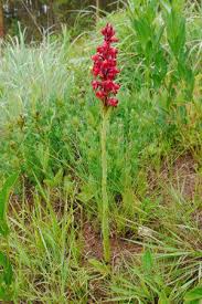 Image result for Satyrium macrophyllum
