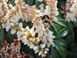 Image result for Pieris japonský bonfire obrázek