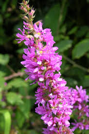 Image result for Lythrum rotundifolium