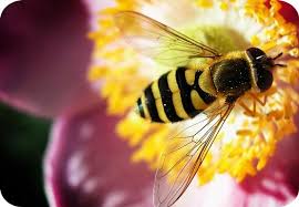 Meaning Of Bees In Dreams Bee Bee Spiritual Meaning Meant To Be
