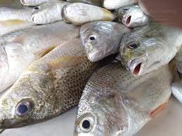 Selain itu, ikan ini juga termasuk dalam jenis ikan hermaprodit (terjadi perubahan jenis kelamain dari betina menjadi jantan. Amie S Little Kitchen Kenali Pelbagai Jenis Ikan Di Pantai Timur Sabah
