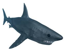 Usually, they offer players a large number of free resources and various items related to current events. Shark Roblox Shark Bite Wiki Fandom