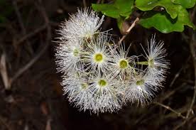 Image result for Anisosepalum