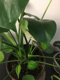Maybe you would like to learn more about one of these? Help Occasional New Monstera Leaves Have Brown Tips And Progressively Get Worse As Time Goes On What S The Cause Houseplants