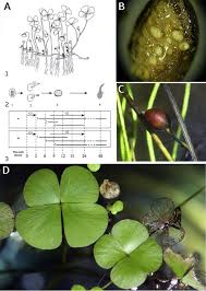 Image result for Marsilea vera
