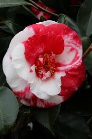 Camellia Japonica Adolphe Audusson Variegated Small Flower Gardens Beautiful Flowers Camellia Plant