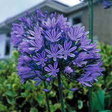 Those grown in pots will require watering more regularly. Agapanthus Blue Peter J Parker Dutch Bulbs