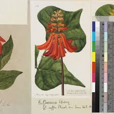 Image result for Erythrina afra