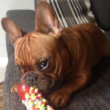 Candy is family raised around children and has a very outgoing personality. What A Pretty Color Sweet Little Frenchie Bulldog Puppies Bulldog French Bulldog