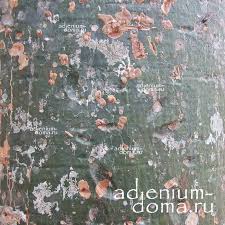 Image result for Bombax rhodognaphalon