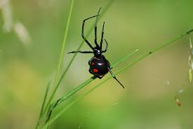 They are predominantly black with some red spots on its belly. Black Widow Spider Facts For Kids Pic 2 Biological Science Picture Directory Pulpbits Net
