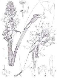 Image result for Renealmia africana