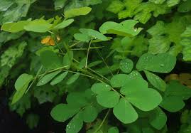 Image result for Senna tora