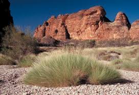 Image result for Lipocarpha atra