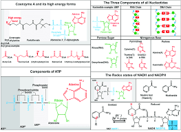 Nucleotides · a nitrogenous base, which can be either adenine, guanine, cytosine, or thymine (in the case of rna, thymine is replaced by uracil). Structure And Derivation Of The Controlling Coenzyme Couples There Are Download Scientific Diagram