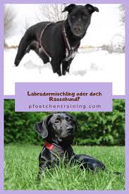 pin auf alltagstraining hund