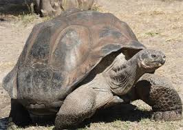 Non Ce N Est Pas La Photo D Une Vraie Tortue Geante