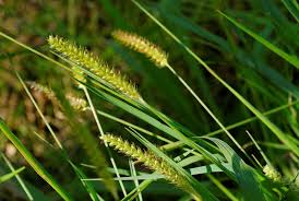 Image result for Setaria parviflora