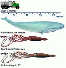 Check spelling or type a new query. 12 Colossal Squid Ideas Colossal Squid Squid Giant Squid