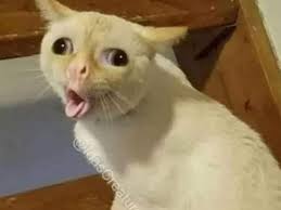 Cat owner vs the cat... : r/indiameme