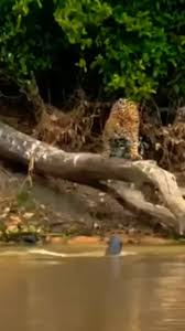 JAGUAR ATTACKED BY GIANT RIVER OTTERS /WILD ANIMALS FIGHT #shorts #animals