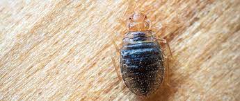 And i'll be talking to you about pest control. K9 Bed Bugs Inspection Spokane Pest Control