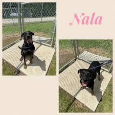 Maybe you would like to learn more about one of these? Dog For Adoption Nala A Shepherd Mix In Lake Dallas Tx Petfinder