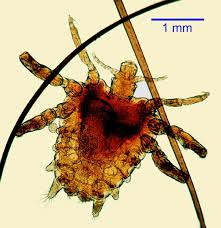 Image result for what do Mallophaga look like in dog fur