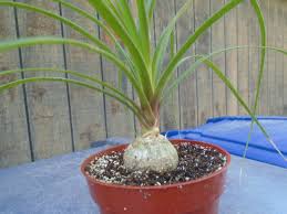 Image result for Beaucarnea recurvata