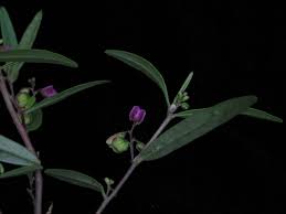Image result for Polygala persicariifolia