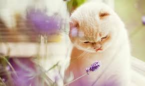 Unfortunately for cats, lavender is toxic. Essential Oils And Pets What You Need To Know Nature S Best
