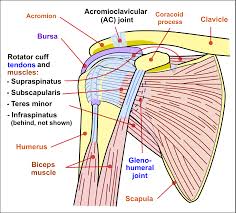 The biceps muscle has two tendons at the shoulder, called the long head and short head. Shoulder Impingement Syndrome Wikipedia