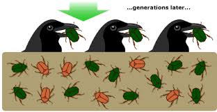 For example, whales and fish have some similar characteristics since both had to evolve methods of moving through the same medium: Hooked On Natural Selection