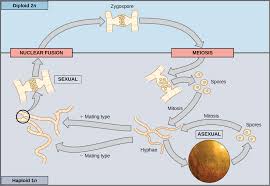 Are fertilized eggs haploid or diploid. Brain Brooder