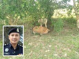 Pengangkutan jalan 1987 dan selepas kertas siasatan disiapkan pihak pendakwaan mahu siasatan kes dilakukan mengikut seksyen 302 kanun keseksan. Sinarharian Results For Seksyen 379 Kanun Keseksaan