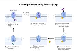 A, Action Potential Duration At 20%, 50%, 70% And 90% Repolarization... |  Download Scientific Diagram