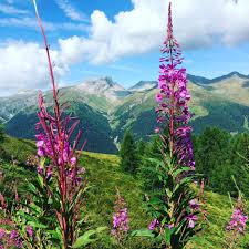 Hier erhalten sie livebilder von unseren livecam stationen. Scenic Hike At Rinerhorn Davos Switzerland