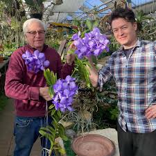 Image result for Vanda coerulea