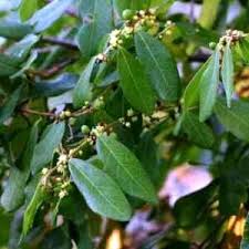 Image result for Bridelia mollis