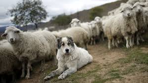 See more ideas about cute animals, sheep dog puppy, animals beautiful. Hero Sheepdogs Protect Flock For 20 Days In A Canadian Wildfire