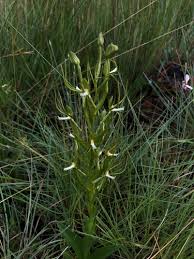 Image result for Habenaria clavata