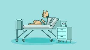 I have not noticed that the lumps. Cbd Oil For Cats With Cancer How Cbd Can Help Your Kitten